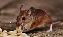 24 Hour & Emergency Exterminators in Trail Creek, IN